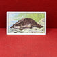 Gallaher `Ltd Cigarette Cards Wild Animals 1937