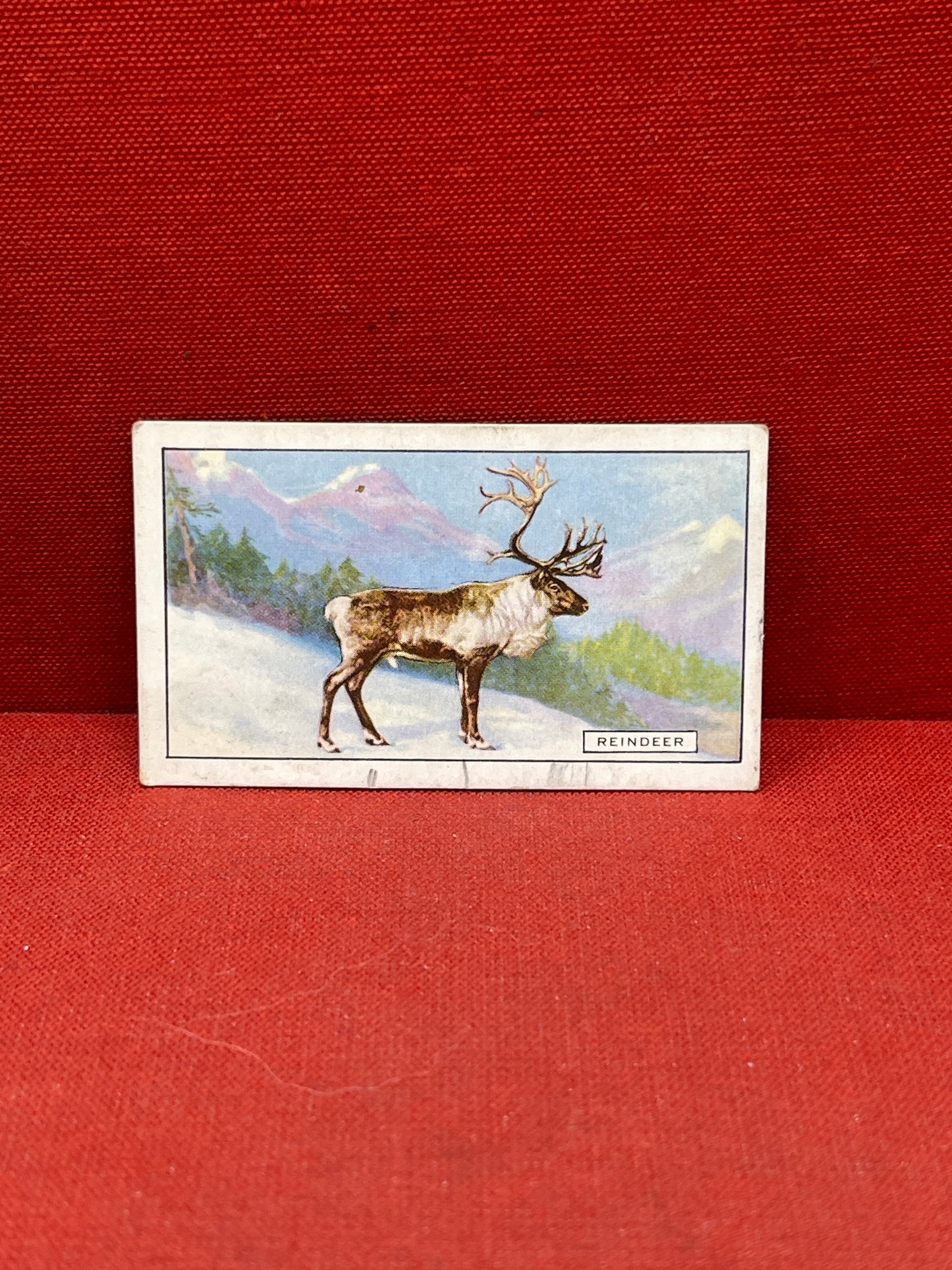 Gallaher `Ltd Cigarette Cards Wild Animals