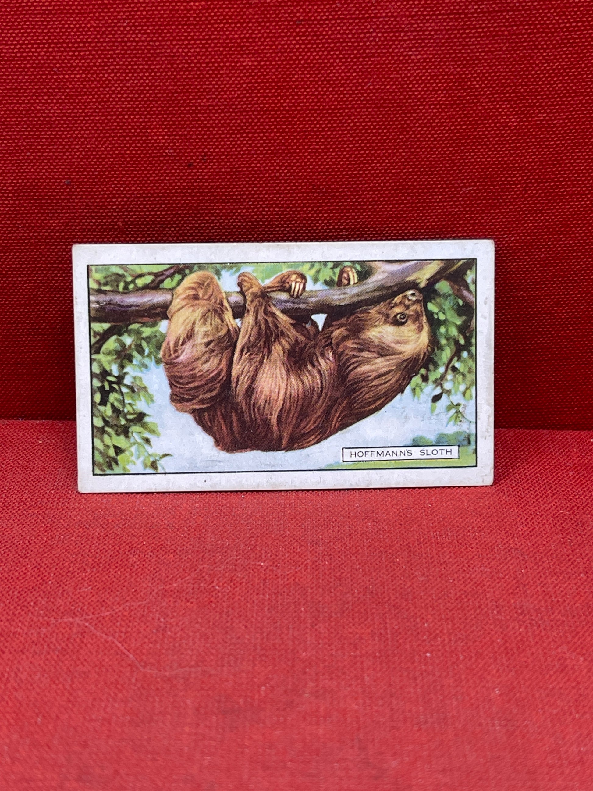 Gallaher `Ltd Cigarette Cards Wild Animals