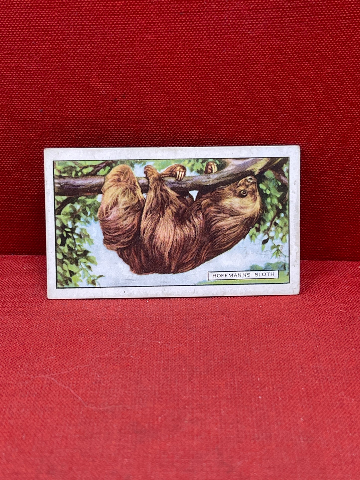 Gallaher `Ltd Cigarette Cards Wild Animals 1937