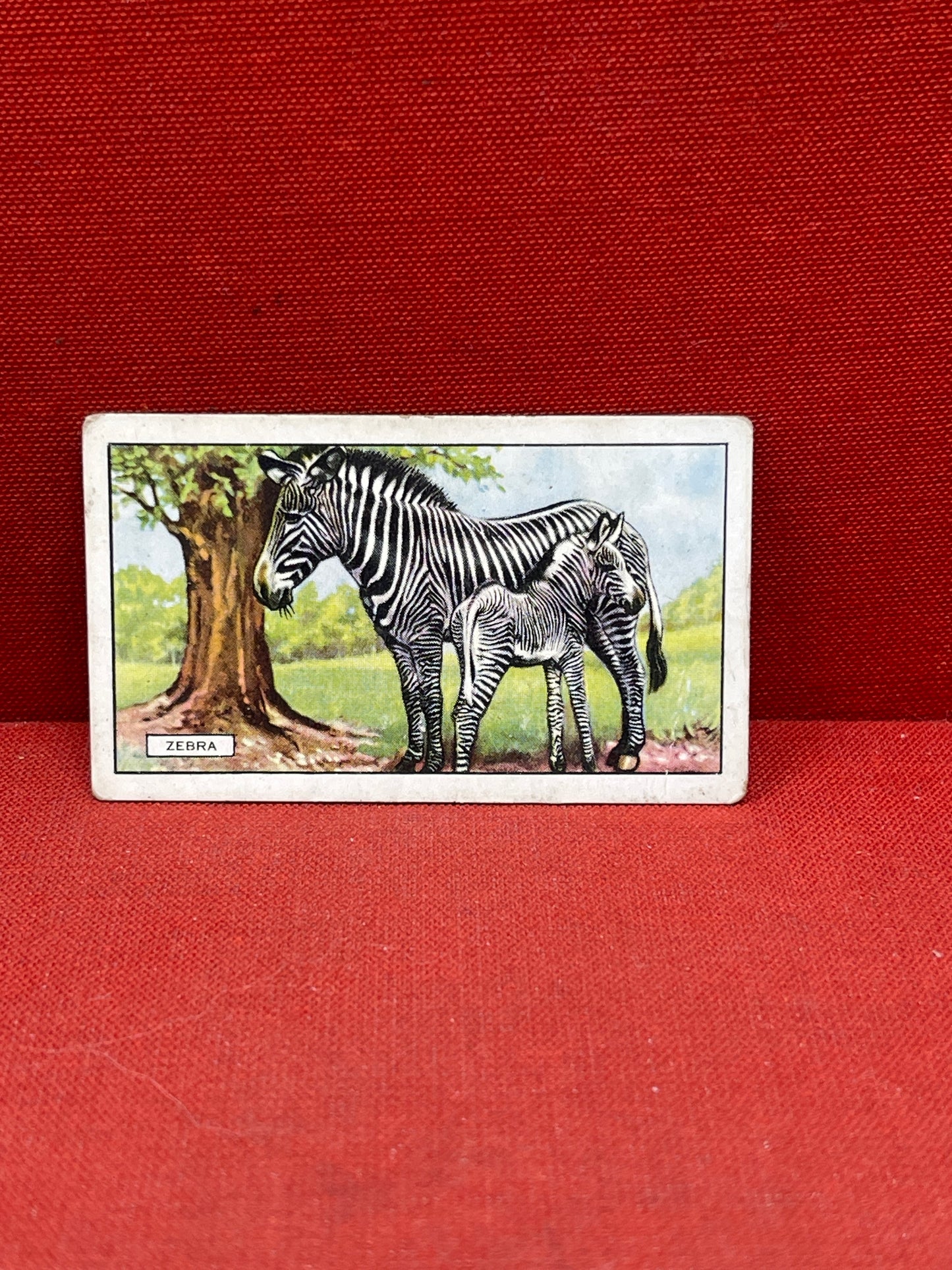 Gallaher `Ltd Cigarette Cards Wild Animals