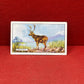 Gallaher `Ltd Cigarette Cards Wild Animals