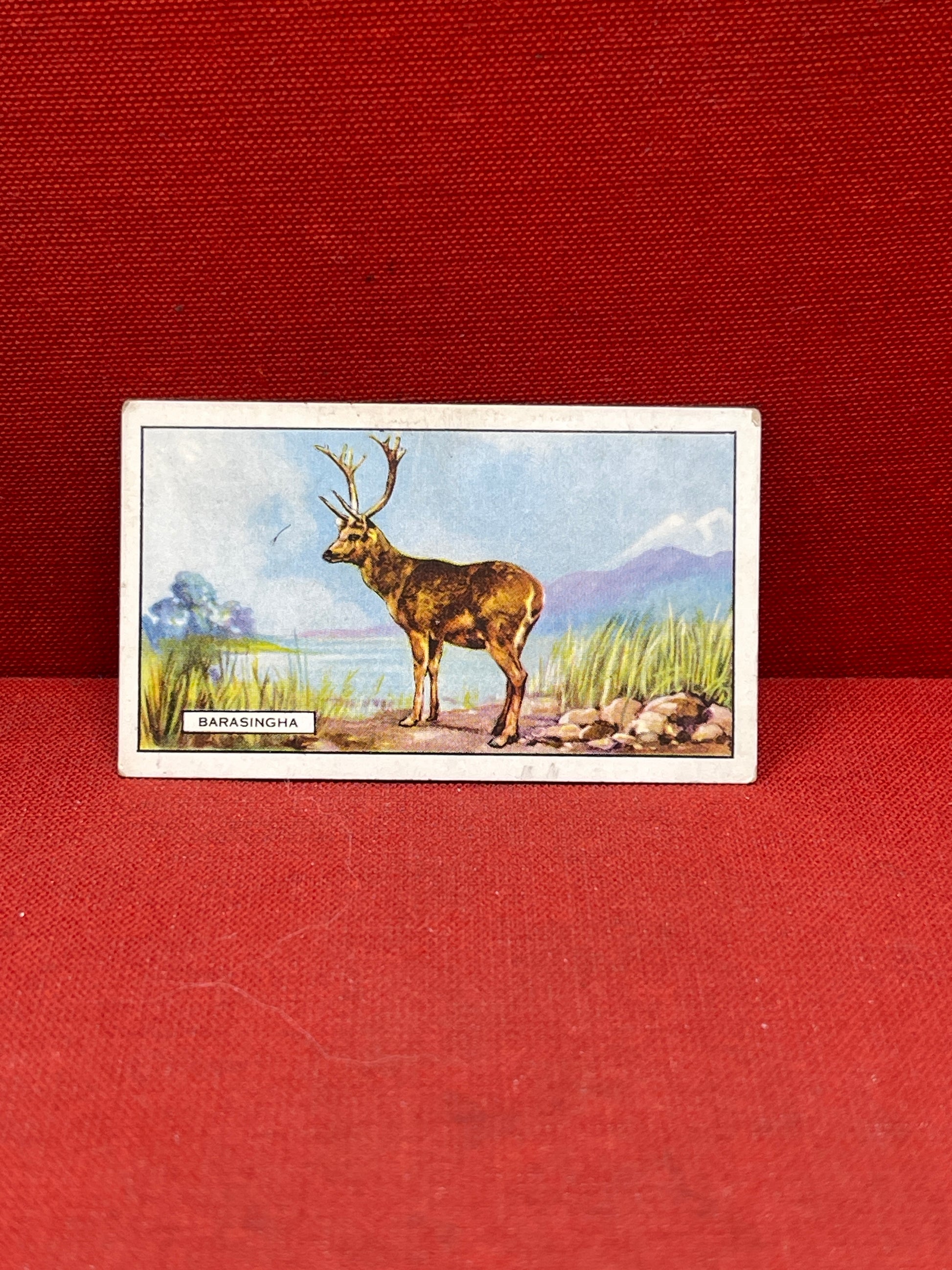 Gallaher `Ltd Cigarette Cards Wild Animals