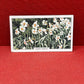 Gallaher Ltd Garden Flowers Cigarette Cards