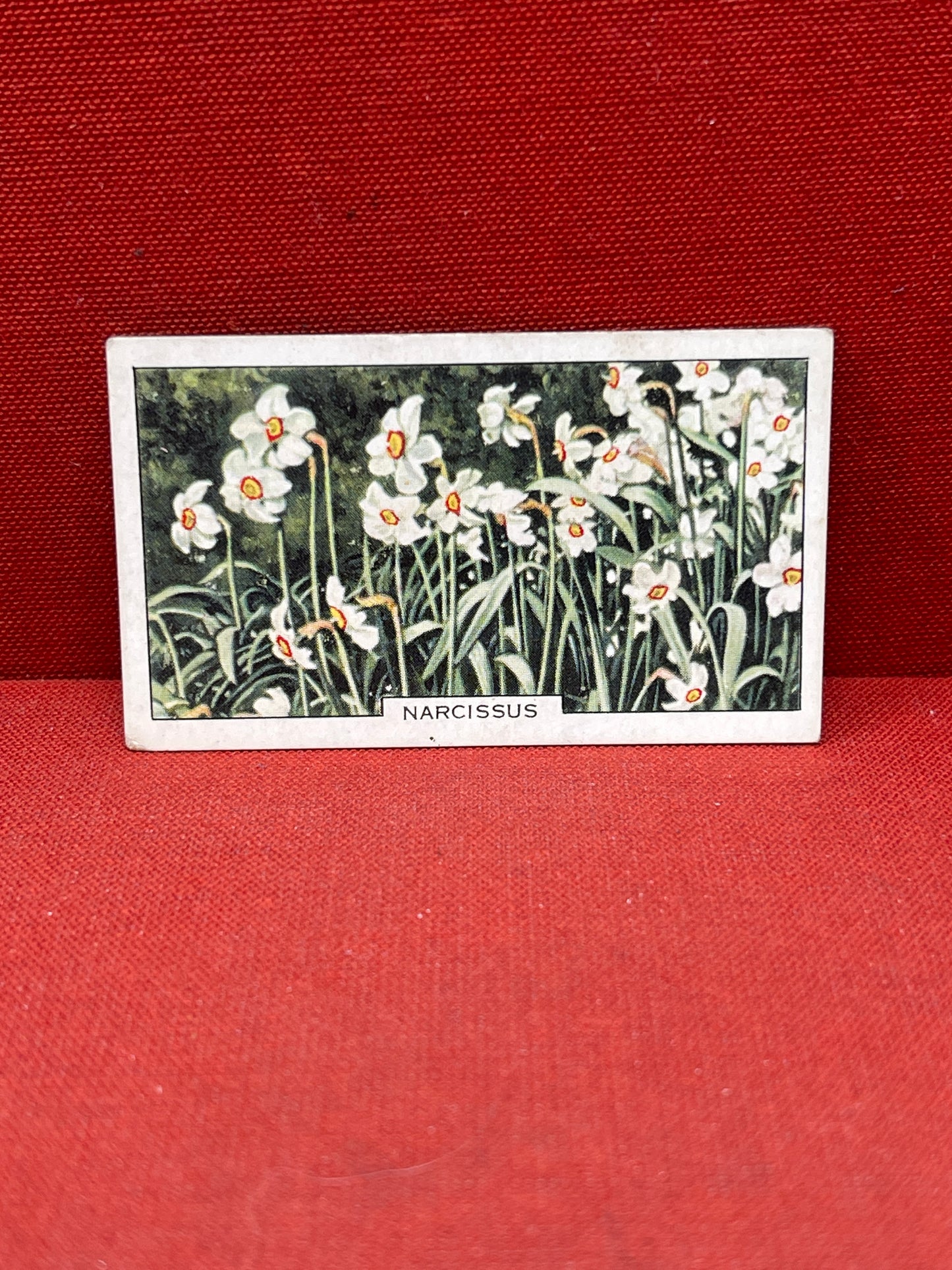 Gallaher Ltd Garden Flowers Cigarette Cards