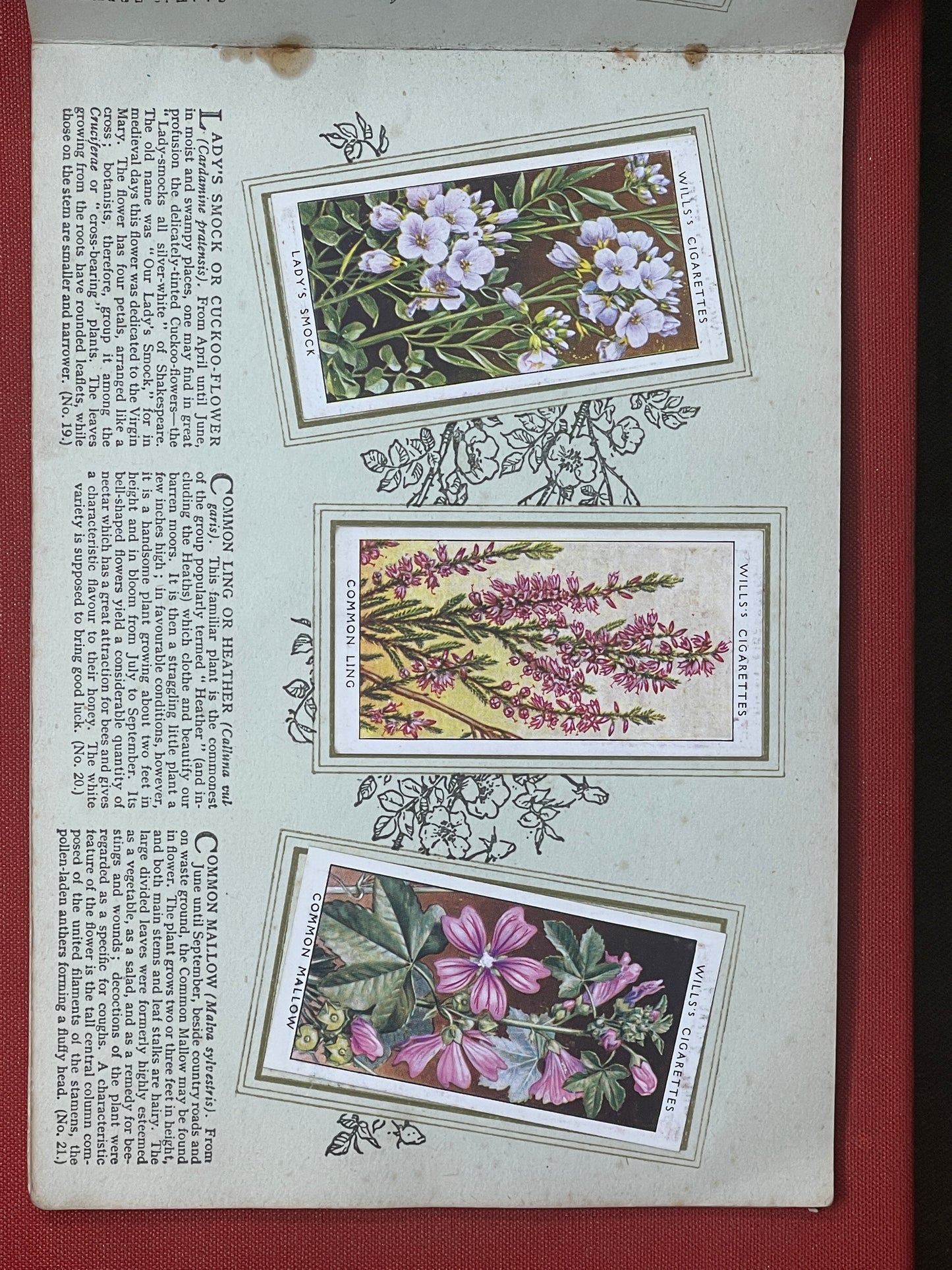 WD & HO Wills Wild Flowers Cigarette Card Album 1931