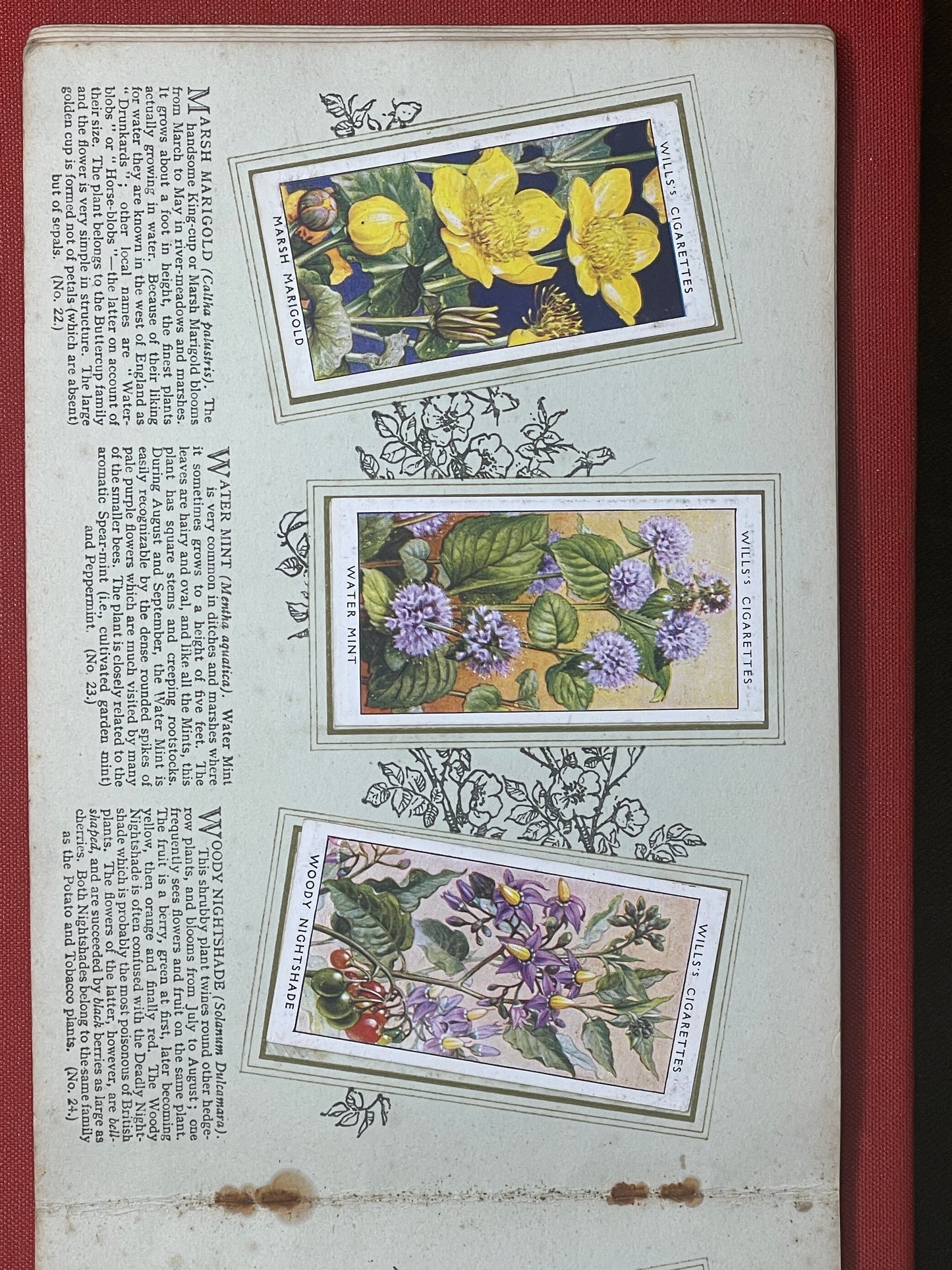 WD & HO Wills Wild Flowers Cigarette Card Album 1931