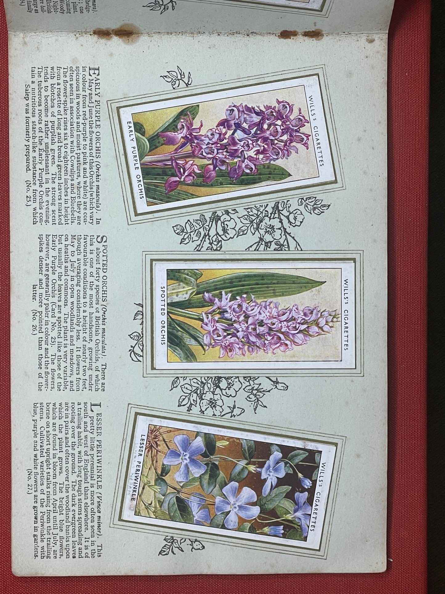 WD & HO Wills Wild Flowers Cigarette Card Album 1931