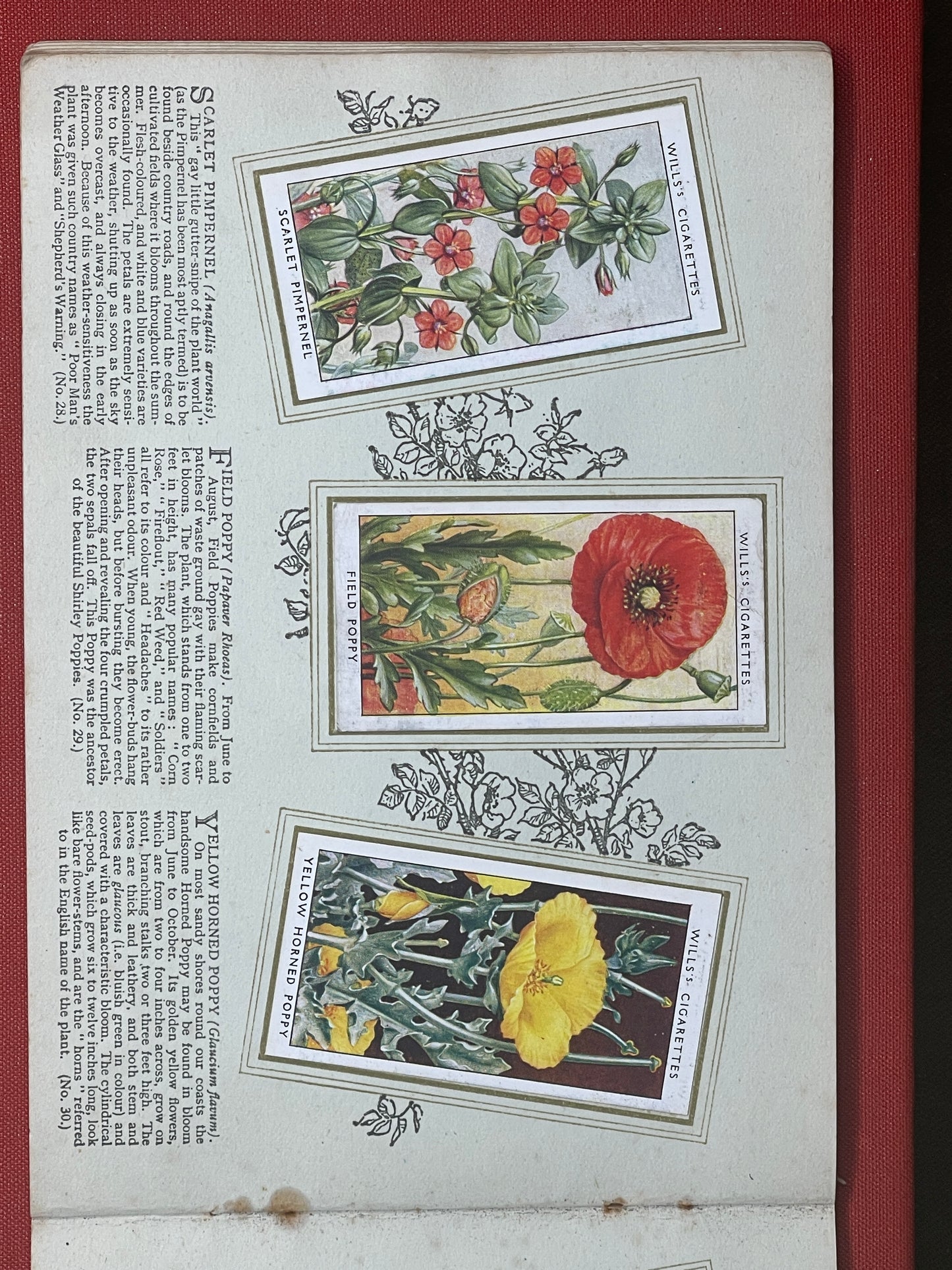 WD & HO Wills Wild Flowers Cigarette Card Album 1931