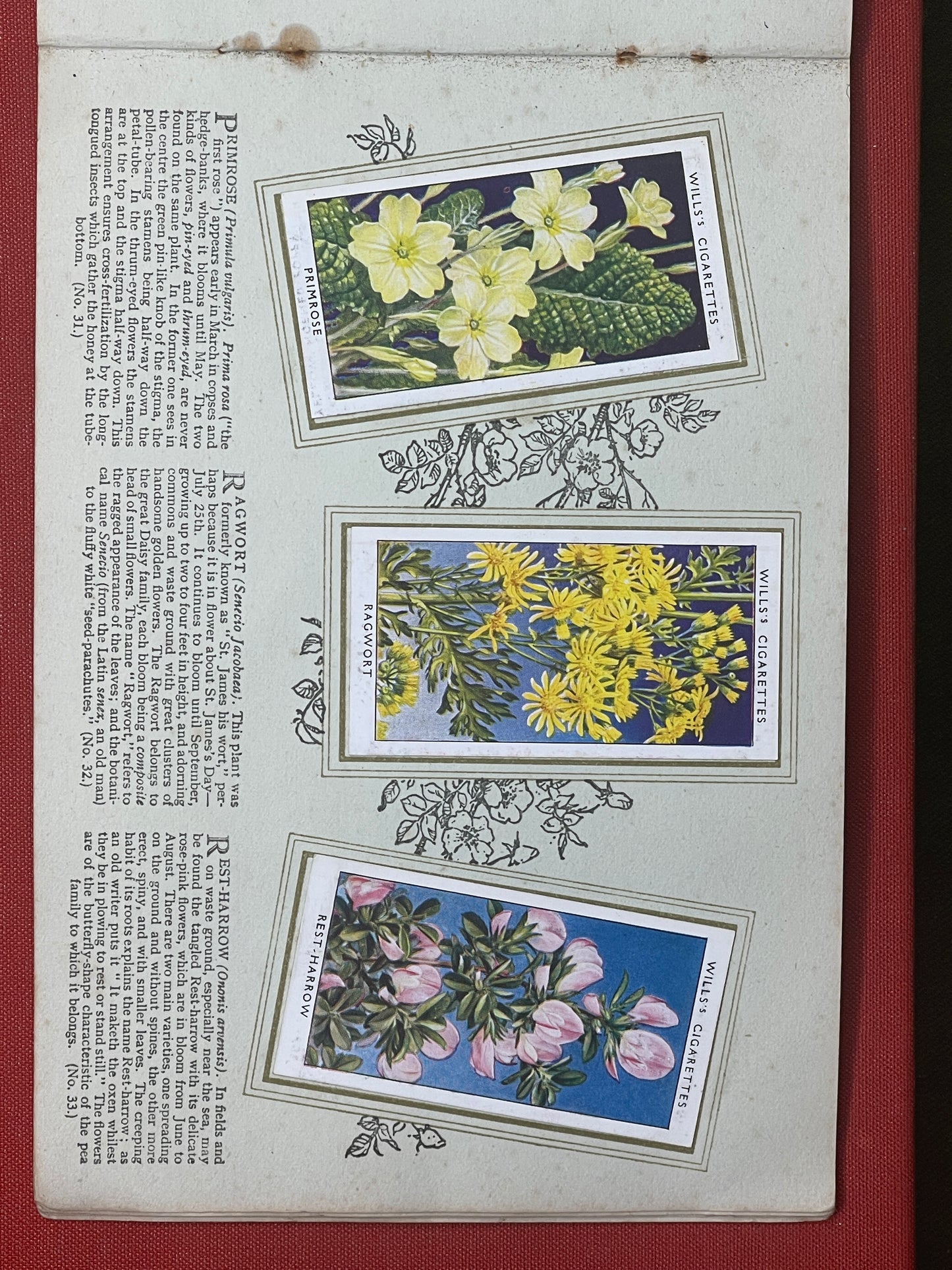 WD & HO Wills Wild Flowers Cigarette Card Album 1931