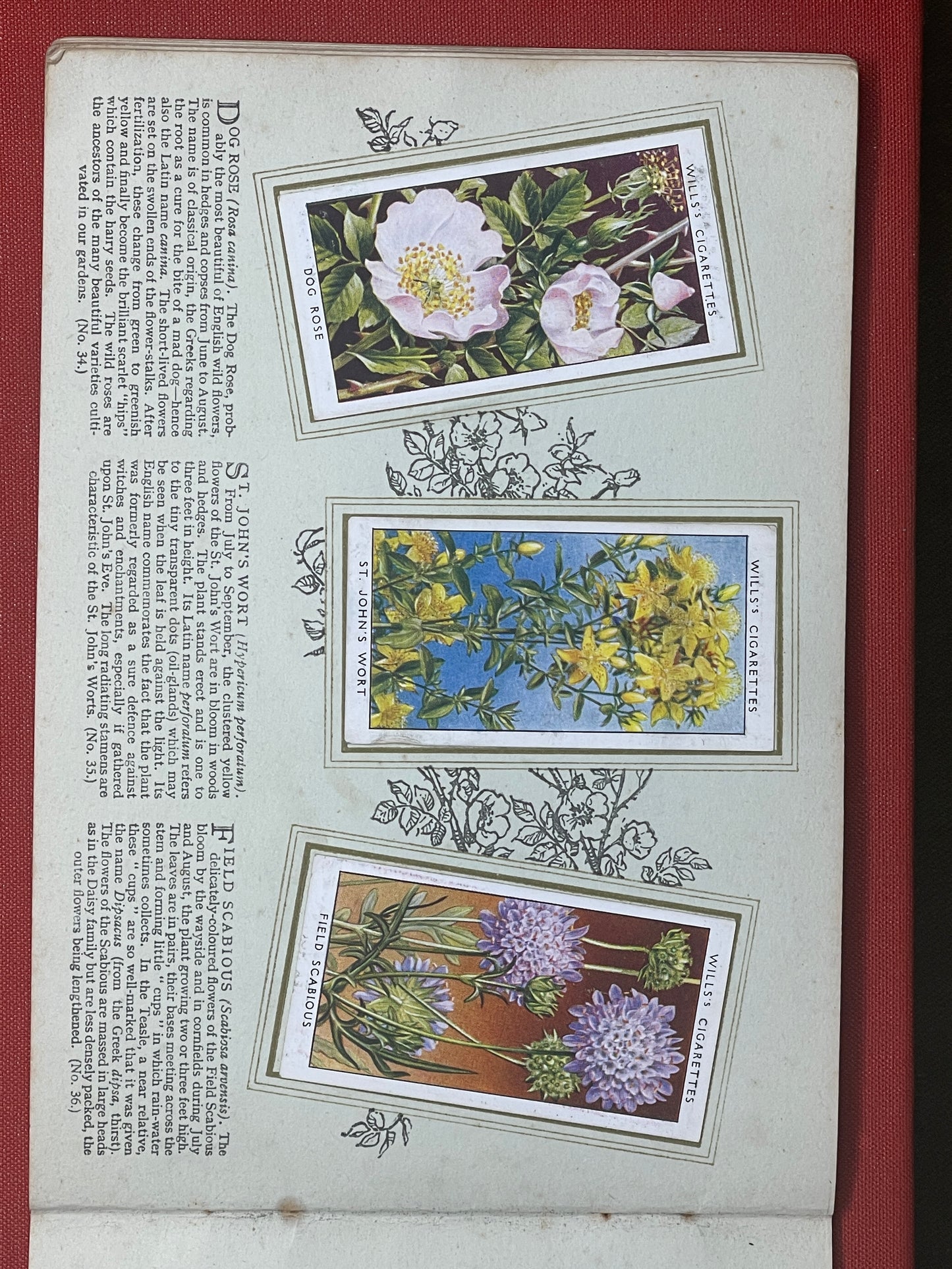 WD & HO Wills Wild Flowers Cigarette Card Album 1931