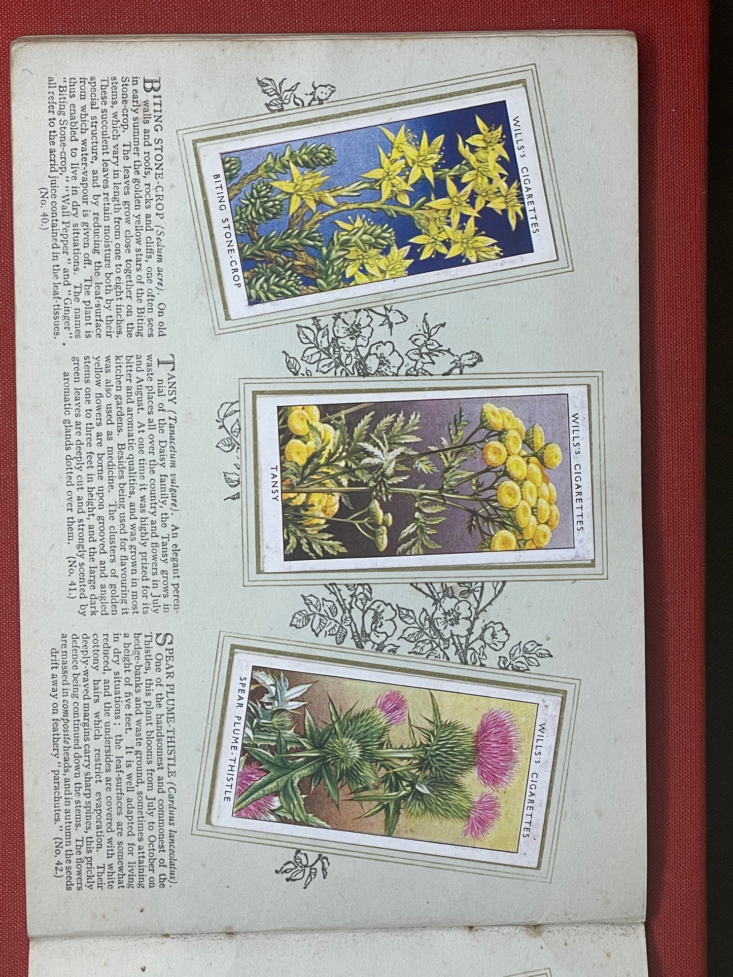 WD & HO Wills Wild Flowers Cigarette Card Album 1931