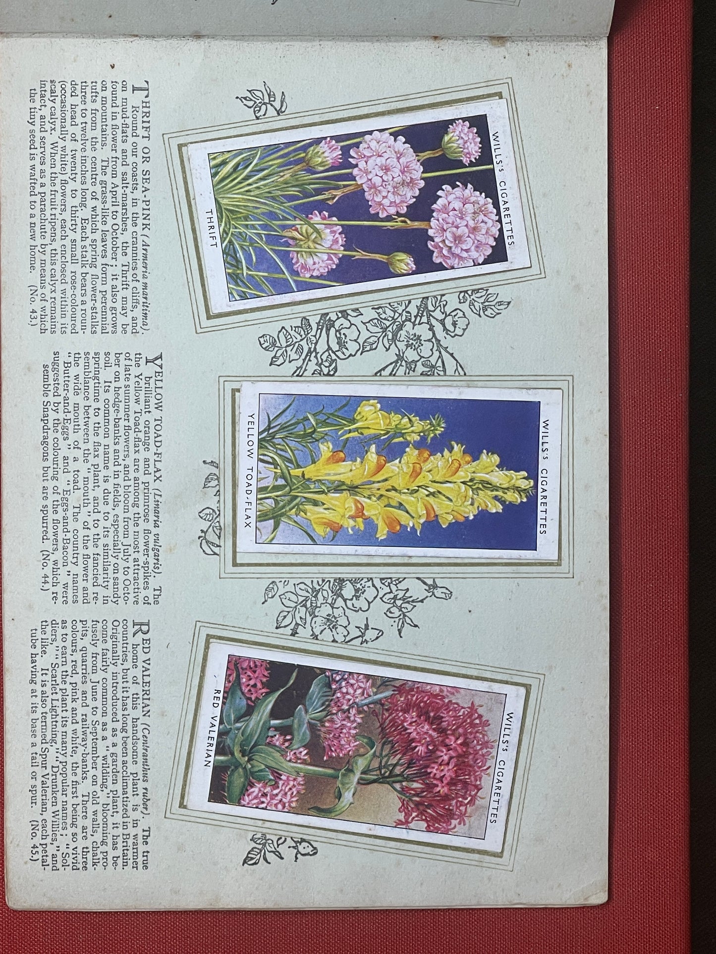 WD & HO Wills Wild Flowers Cigarette Card Album 1931