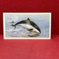 Players British Mammals Grandee Ltd Issue 1982 Cigarette Cards