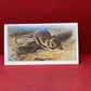 Players British Mammals Grandee Ltd Issue 1982 Cigarette Cards