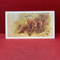 Players British Mammals Grandee Ltd Issue 1982 Cigarette Cards