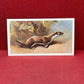 Players British Mammals Grandee Ltd Issue 1982 Cigarette Cards