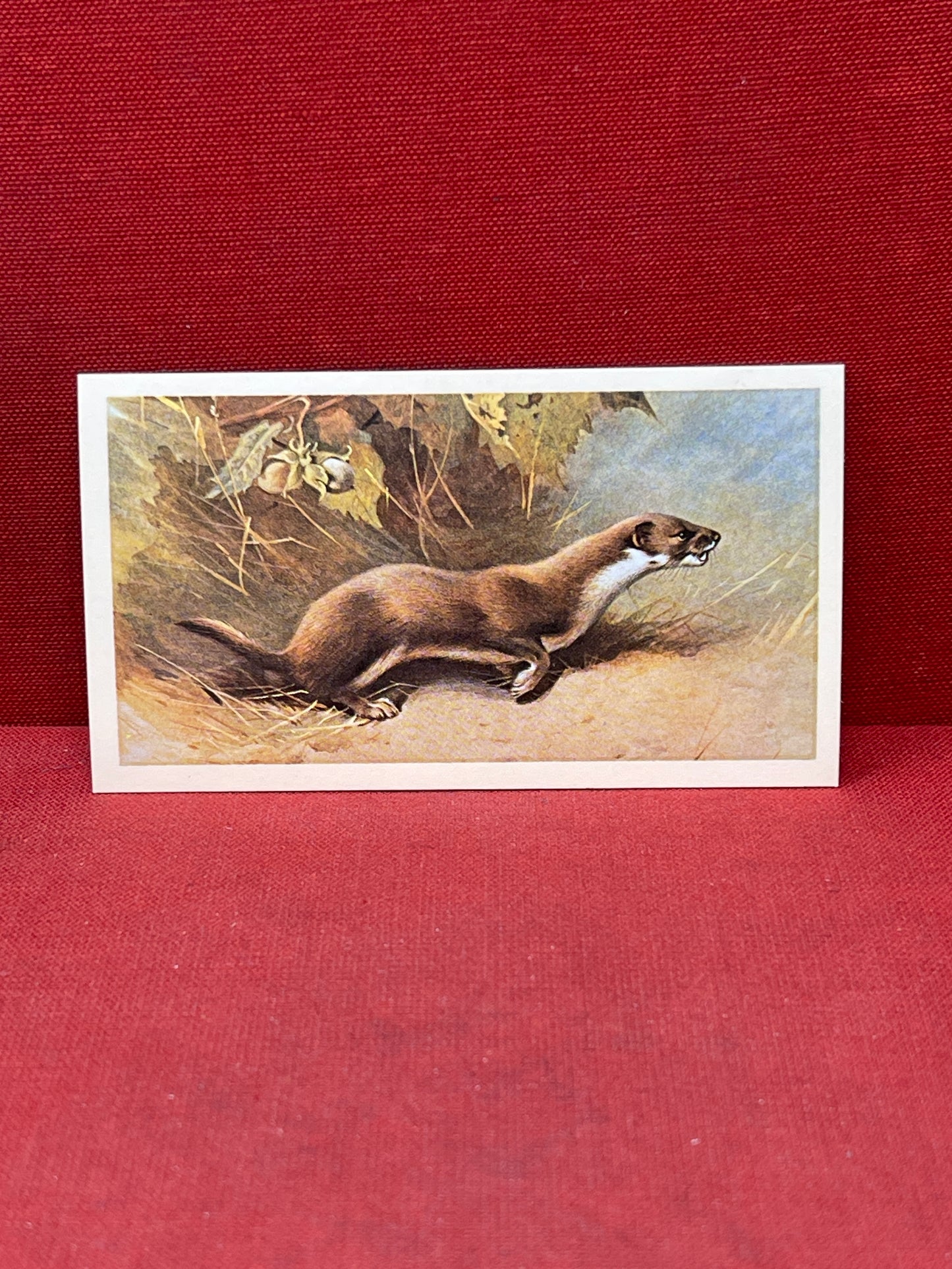 Players British Mammals Grandee Ltd Issue 1982 Cigarette Cards