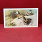 Players British Mammals Grandee Ltd Issue 1982 Cigarette Cards