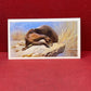 Players British Mammals Grandee Ltd Issue 1982 Cigarette Cards