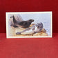 Players British Mammals Grandee Ltd Issue 1982 Cigarette Cards