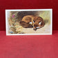 Players British Mammals Grandee Ltd Issue 1982 Cigarette Cards