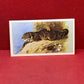 Players British Mammals Grandee Ltd Issue 1982 Cigarette Cards