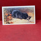 Players British Mammals Grandee Ltd Issue 1982 Cigarette Cards