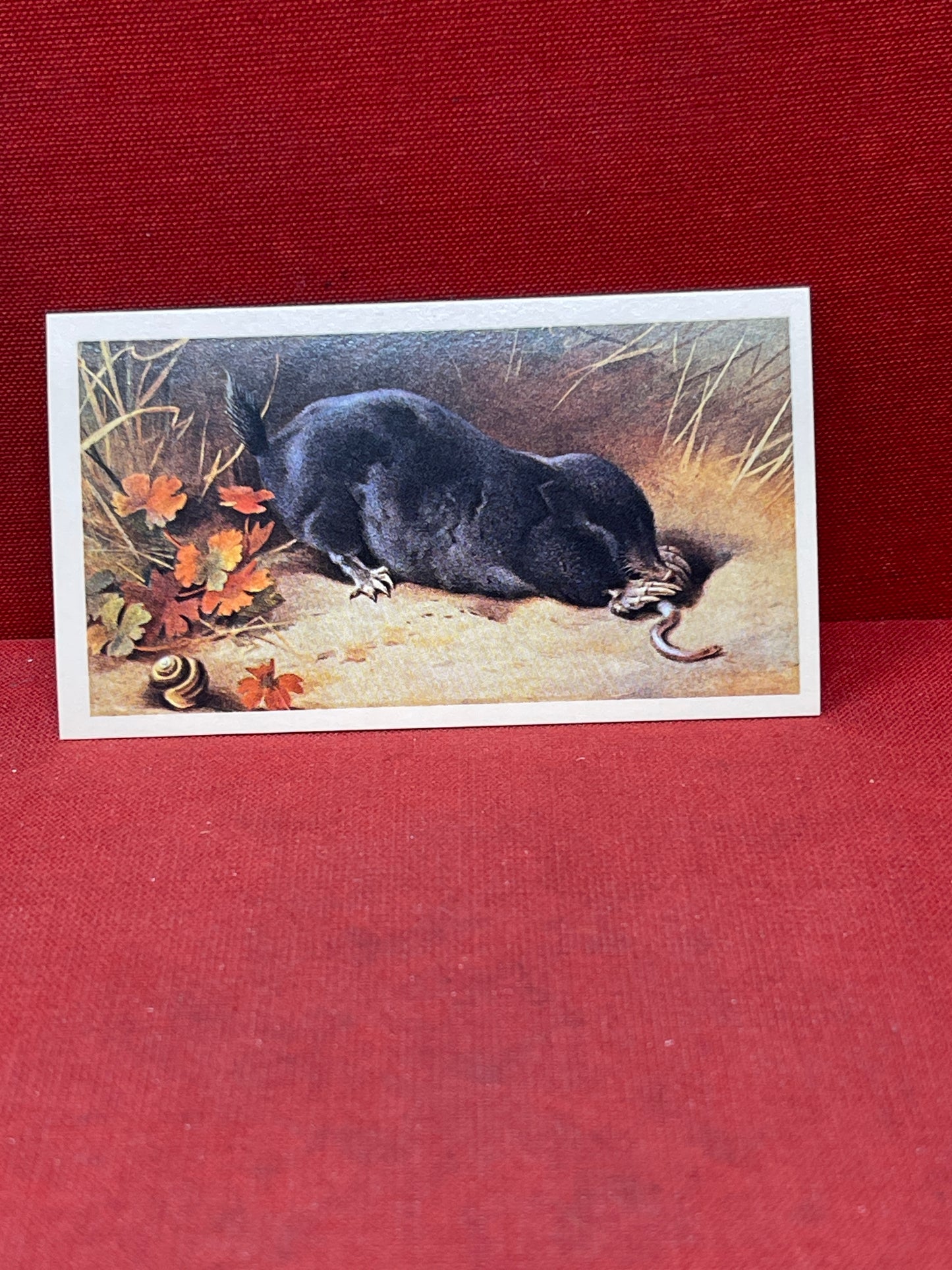 Players British Mammals Grandee Ltd Issue 1982 Cigarette Cards