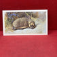 Players British Mammals Grandee Ltd Issue 1982 Cigarette Cards