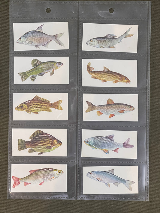 Sport Fish Cigarette Cards by Carreras Craven Black Cat