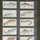 Sport Fish Cigarette Cards by Carreras Craven Black Cat