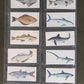 Sport Fish Cigarette Cards by Carreras Craven Black Cat