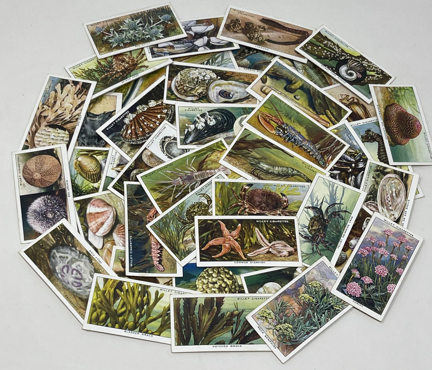 Wild Woodbines Cigarette Cards Sealife