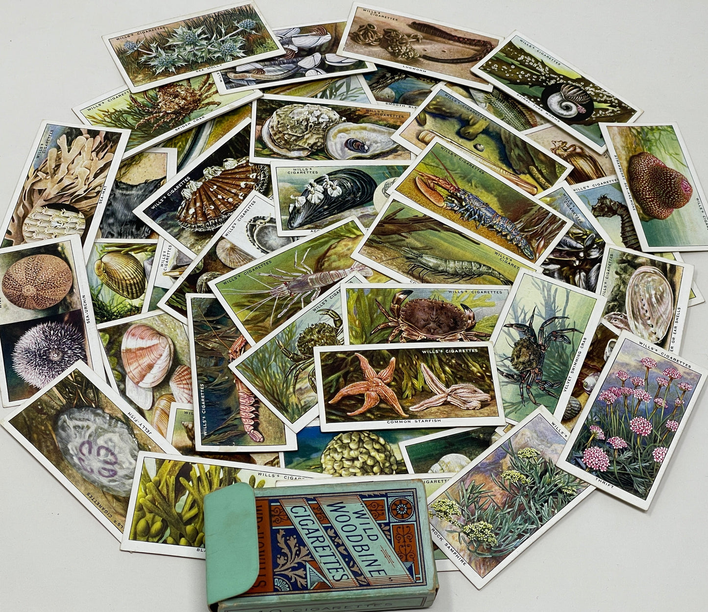 Wild Woodbines Cigarette Cards Sealife